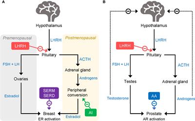 Ovarian Function Suppression With Luteinizing Hormone-Releasing Hormone Agonists for the Treatment of Hormone Receptor-Positive Early Breast Cancer in Premenopausal Women